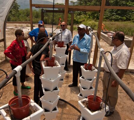 Groupe de personnes observant un système d’irrigation goutte-à-goutte sur des cultures verticales sous serre