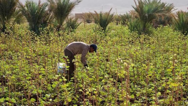 Agriculteur entretenant une culture irriguée au goutte-à-goutte dans une palmeraie de Zagora au Maroc