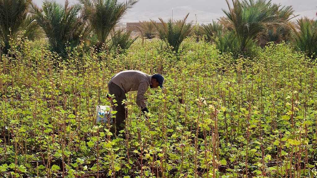 Agriculteur entretenant une culture irriguée au goutte-à-goutte dans une palmeraie de Zagora au Maroc